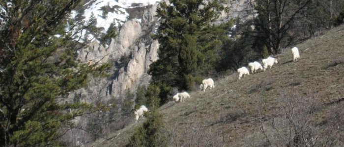 Mountain Goats